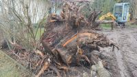 Wurzel Mammutbaum Bad Salzungen - Frauensee Vorschau