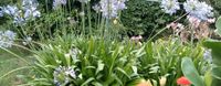 Schmuklilie weiß, blau, Agapanthus, Pflanze, Blume Bayern - Mertingen Vorschau