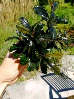 Clump Bucephalandra sp. Theia Blue Nordrhein-Westfalen - Oberhausen Vorschau