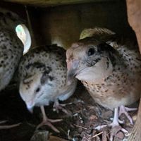 Legewachtel wachtel Hennen Hahn Brandenburg - Gosen-Neu Zittau Vorschau