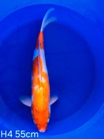 Koi D-Kohaku 55cm H4-83 Nordrhein-Westfalen - Wadersloh Vorschau