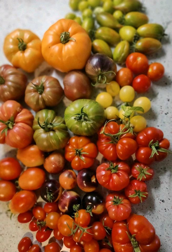 Tomaten Setzlinge Pflanzen, seltene Sorten in Niefern-Öschelbronn