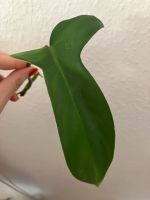 Philodendron Florida Green Pflanze Nordrhein-Westfalen - Erkrath Vorschau