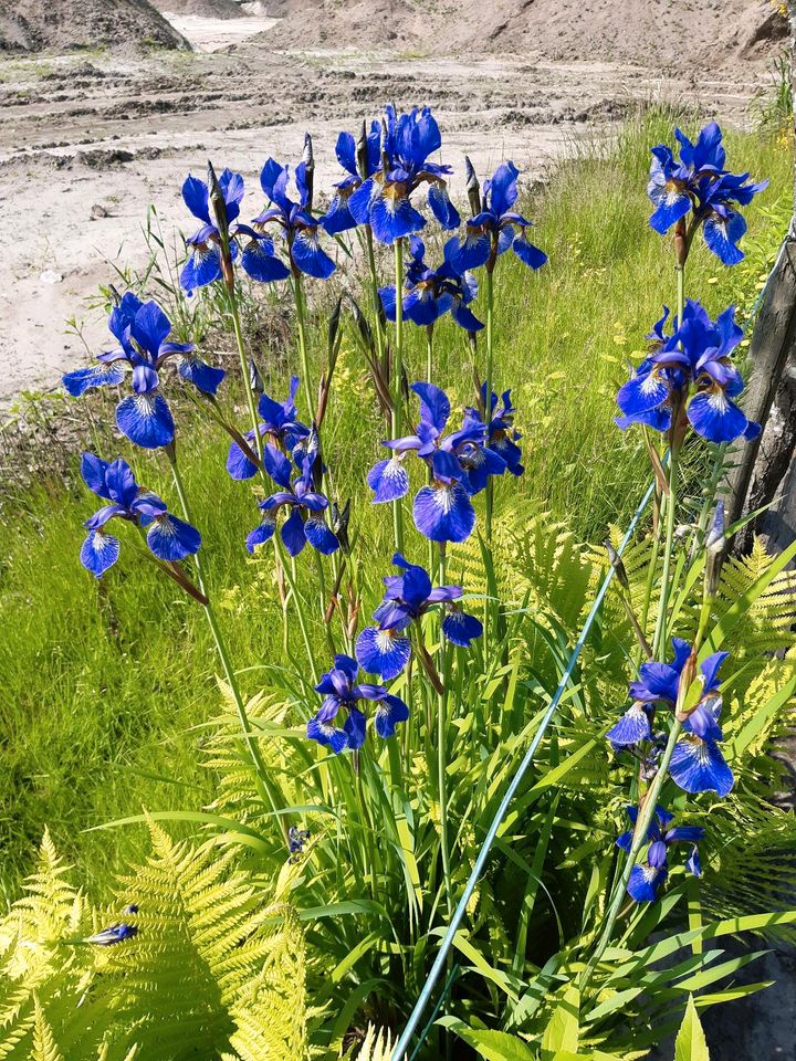 Winterharte Blumenstauden in Schortens