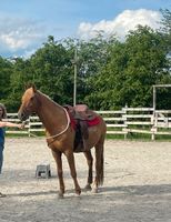 4 jähriger Spanier Wallach Palomino Andalusier Lusitano Baden-Württemberg - Hohenstein Vorschau