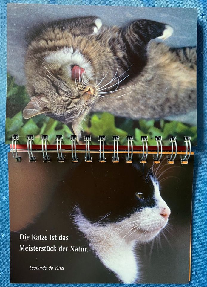 ars edition Katzenweisheiten Tischkalender in Trier