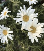 Bauern Margerite weiss romantisch klassisch Garten Brandenburg - Teltow Vorschau