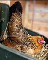 3x Futtertrog Fohlen / Legenest Hühner Hennen happy Huhn Sachsen - Ohorn Vorschau