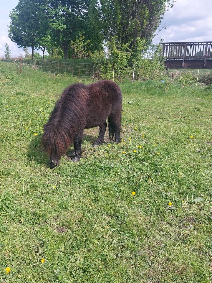 Wunderschöne Shettys Tigerschecken Palomino in Hohe Börde