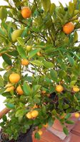 Calamondin - Orange Sachsen - Hainichen Vorschau