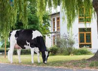 Landwirt:in / Tierwirt:in / Besamer:in / Rinderzucht bei RBB Brandenburg - Groß Kreutz Vorschau