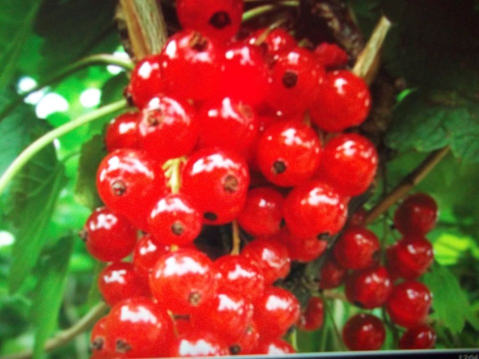 Rote Johannisbeere leckere Früchte in Amelsbüren