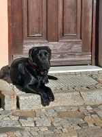 Labrador Hündin Bayern - Bindlach Vorschau