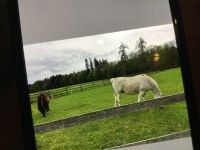 Offenstallplatz frei für 1 Isländer Pferd oder Pferd bis St 1,58 Berg - Bachhausen Vorschau