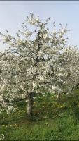 300 Niederstamm - Kirschbäume Bayern - Forchheim Vorschau