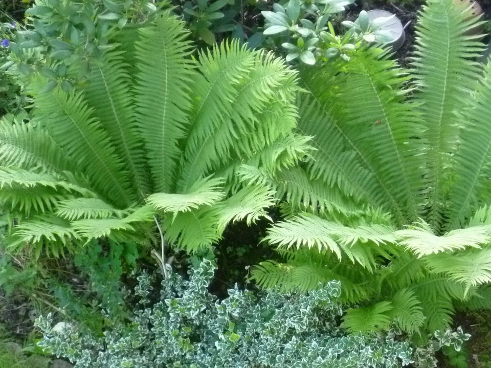 Gartenfarne und Efeu, winterhart, in Gudensberg (KS-Fritzlar) in Gudensberg