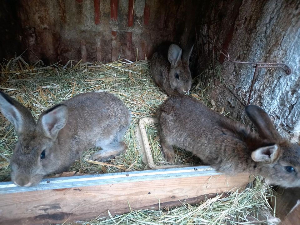 Hasen, Kaninchen, Stallhasen in Haselbachtal