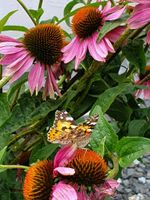 Echinacea purpurea, Purpursonnenhut Rheinland-Pfalz - Boppard Vorschau