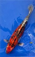 Japan Koi metallic Kujaku 40 cm Züchter Aoki Japan Nordrhein-Westfalen - Brühl Vorschau