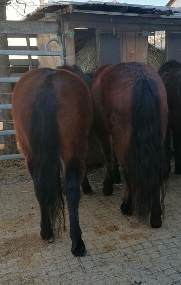 wunderschönes braunes Passgespann Dartmoor-Pony in Eichstätt