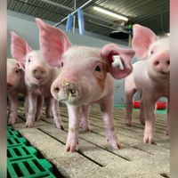 Jobangebot Landwirt, Tierwirt, Schweineflüsterer Nordrhein-Westfalen - Erkelenz Vorschau