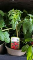 Tomaten Pflanzen verschiedene Sorten Kreis Pinneberg - Tornesch Vorschau