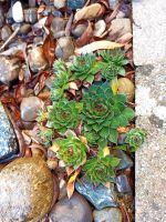 Trompetenbaum Kirschlorbeer Feige Thuja Wolfsmilch Hauswurz Hosta Baden-Württemberg - Ingoldingen Vorschau