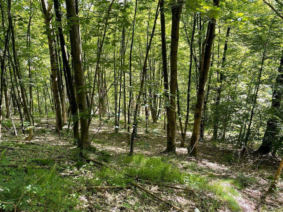 Bau-Grundstück mit Wald/Grünfläche   Harz I Bad Grund in Bad Grund (Harz)
