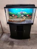 Aquarium  Panoramaoptik 100l mit unterschrank Hessen - Butzbach Vorschau