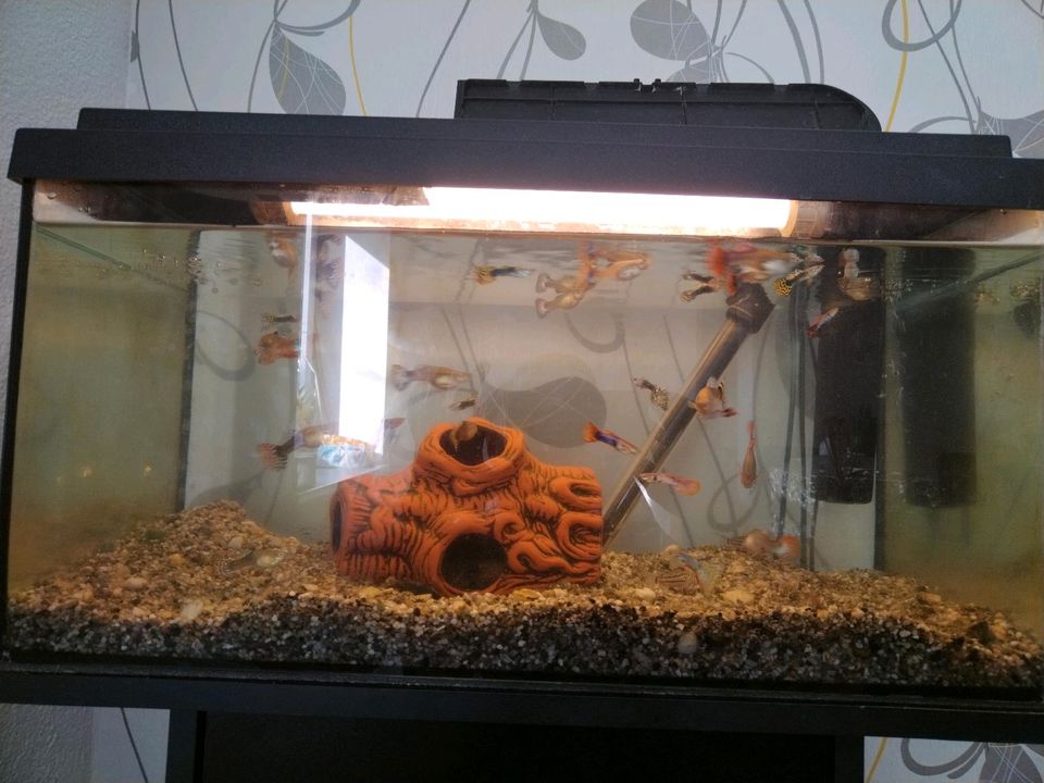 Aquarium mit Fische in Riedlingen