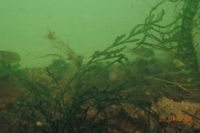 Corydoras venezuelanus orange, Orangener Venezuelapanzerwelse Sachsen - Mülsen Vorschau