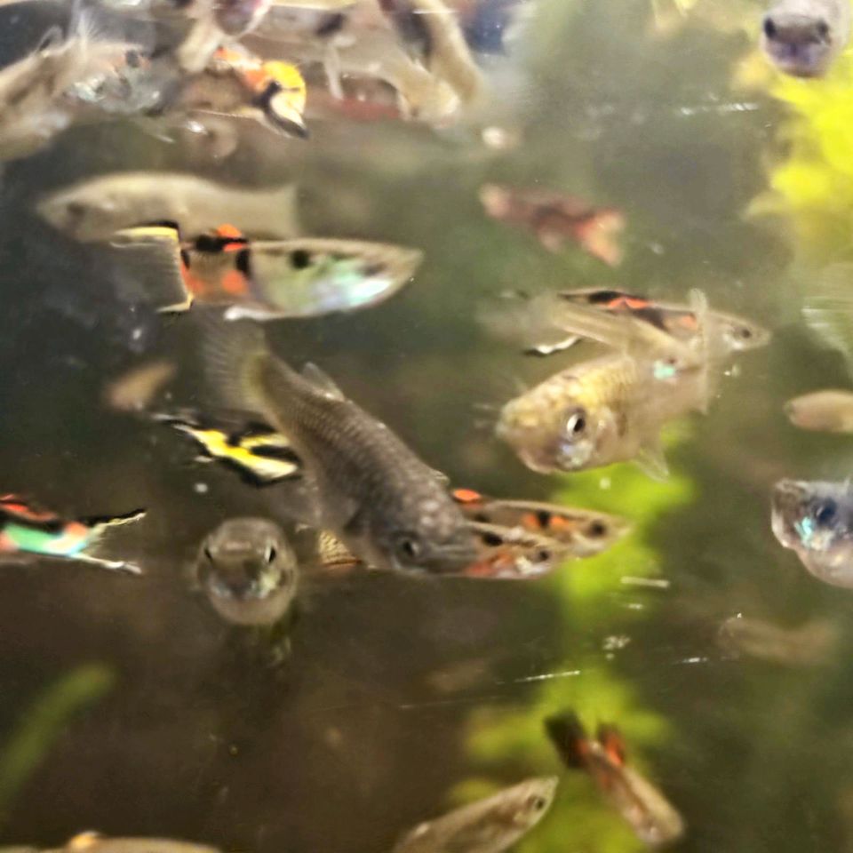 Guppys Endler-Mixe günstig abzugeben in Klipphausen