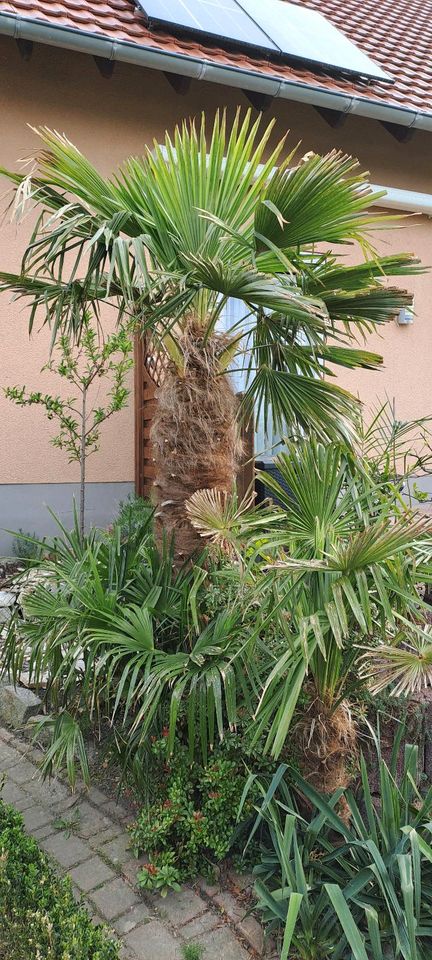 Winterharte Hanfpalme in Ebersbach