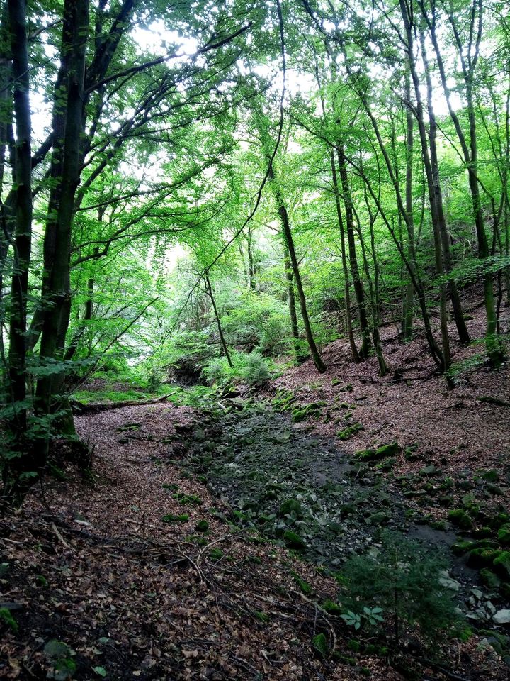 Social Walk Hunde-Spaziergang Dogwalk Wandern Resozialisierung in Waldorf