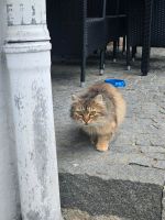 Katze aufgetaucht Bayern - Thurmansbang Vorschau