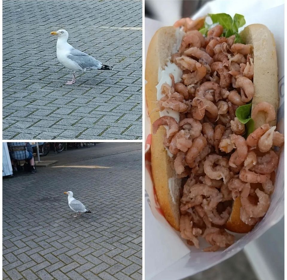 Nordsee Urlaub im Reetdachhaus in zentraler Lage verbringen in Butjadingen