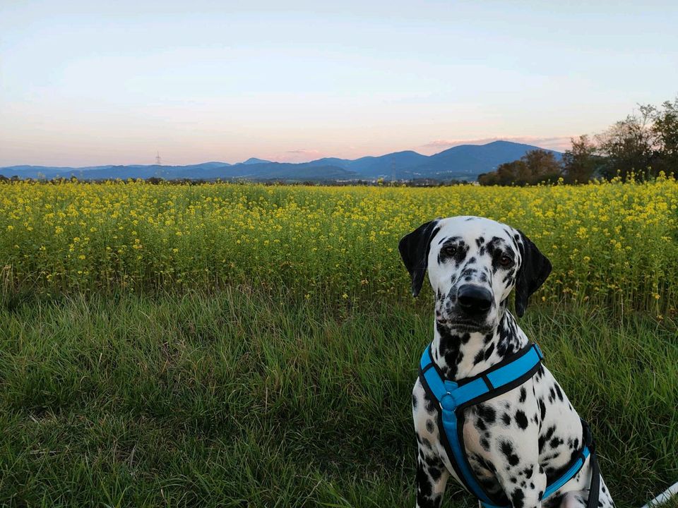 Suche Hundebetreuung/Hundesitter in Neuenburg am Rhein