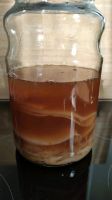 Kombucha Scoby inklusive Ansatzflüssigkeit Bayern - Karlstadt Vorschau