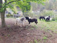 Ponystute Welsh A schimmelstute Sachsen - Olbernhau Vorschau