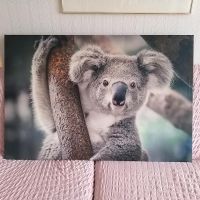 ❤ Riesiges Keilrahmenbild Foto Koala Bär 80 x 120 cm Australien s Hessen - Marburg Vorschau