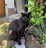 Katze entlaufen - vermisst - Bad Staffelstein Uetzing  Finderlohn Bayern - Bad Staffelstein Vorschau