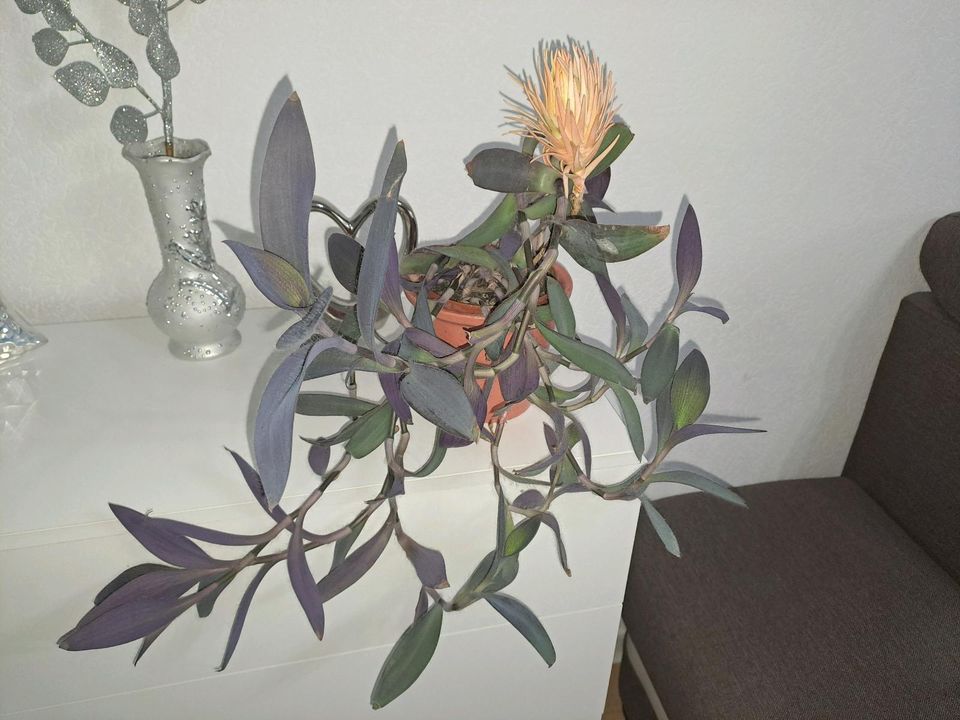 Dreimasterblume Purple Tradescantia pallida Pflanze Blume in Herne