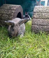 Kaninchen Weibchen sucht Zuhause Dortmund - Eving Vorschau