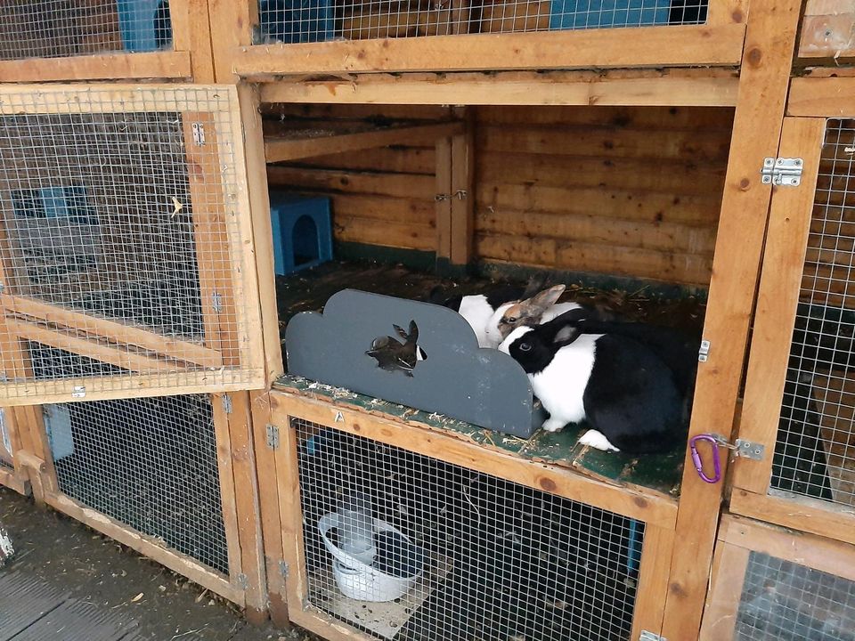 Urlaubsbetreuung für Kaninchen gesucht in Beckum
