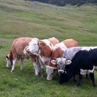 Fleisch vom heimischen Weiderind Bayern - Schneizlreuth Vorschau