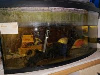 Aquarium Diversa 80x35x40 AP Niedersachsen - Rotenburg (Wümme) Vorschau