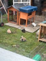 Kaninchen Zwergkaninchen Widder aus privater Pflegestation Urlaub Brandenburg - Teltow Vorschau