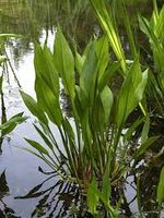Gewöhnlicher Froschlöffel, Alisma plantago-aquatica, 10 Pflanzen Baden-Württemberg - Waiblingen Vorschau