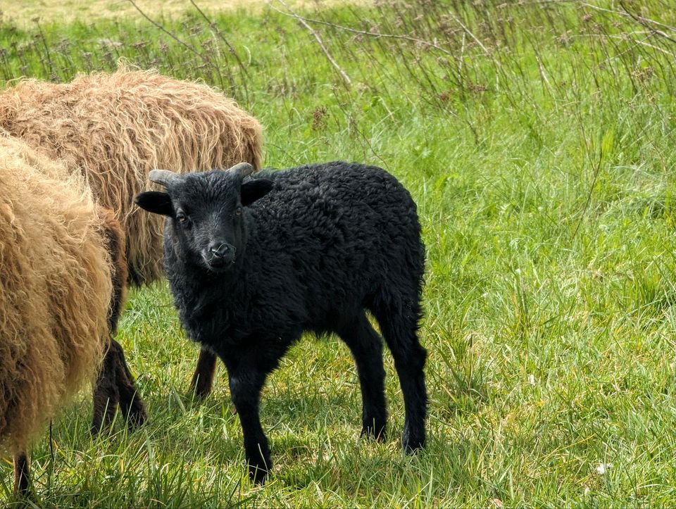 Schafe (Oussant und Ostpreußische Skudden) in Liebenau
