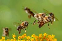Bienenvölker auf Zandermaß Baden-Württemberg - Kißlegg Vorschau